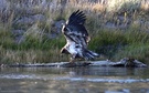 junger Adler