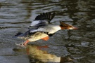 Flucht