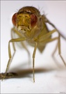 Fruchtfliege (Drosophila melanogaster)
