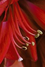 Rote "Seide"...