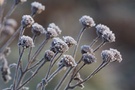 Frostiger Morgen