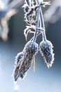 Frostiger Morgen