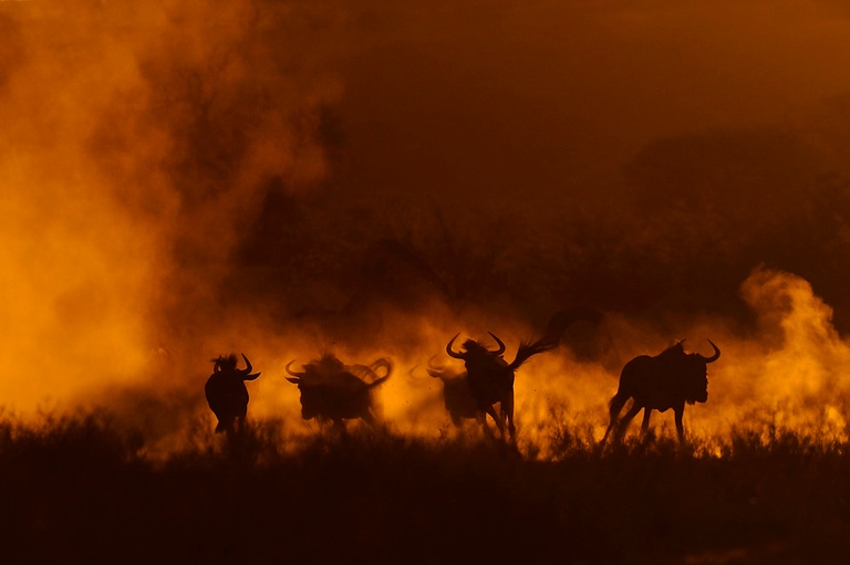 Gnus im glühenden Kalahari-Sand