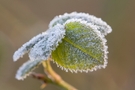 Frostiger Morgen