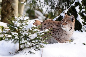 Luchs