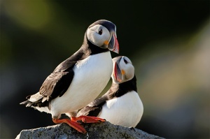 Puffins auf Insel Runde