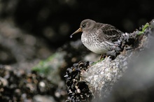 Meerstrandläufer auf Texel