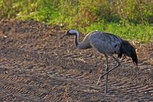 Futtern in der Abendsonne