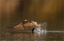 Fischadler im Glück