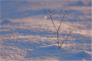 Schneeblümchen :-)