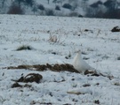 Hoffnung oder Schneeweißchen