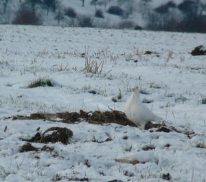 Hoffnung oder Schneeweißchen