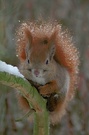 Eichhörnchen- Porträt 2