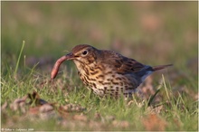 Hungrige Singdrossel