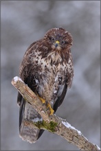 Bussard