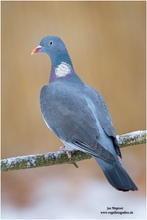 Ringeltaube (Columba palumbus)