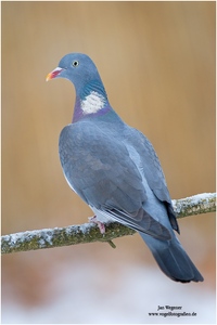 Ringeltaube (Columba palumbus)