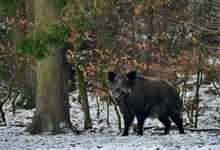 Schwarzwild im Schnee