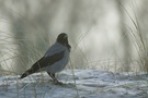 Nebelkrähe (Corvus corone cornix) im Nebel