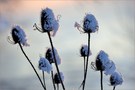 ~ Ein Winterabend ~