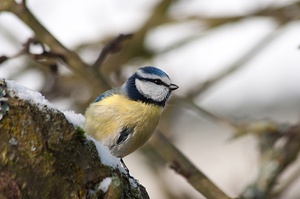 Blaumeise (Cyanistes caeruleus)