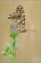 Distelfalter (Vanessa cardui)  auf einer  Diestel