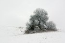 Winterbaum