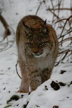 Spaziergang im Schnee