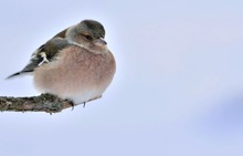 ~Buchfink in der Kältekammer~