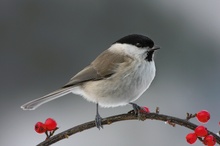 Weidenmeise (Parus montanus)