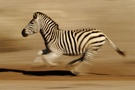 Speeding Zebra