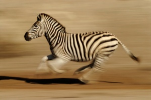 Speeding Zebra