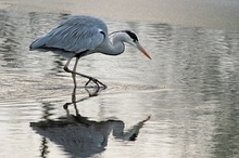 Der frühe Vogel fängt den Fisch