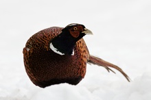 Fasan (Phasianus colchicus) im Schnee