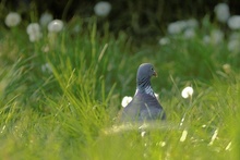 "Pusteblumen"...