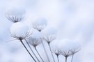 Schneehäubchen