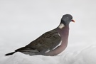 Ringeltaube (Columba palumbus) im Schnee