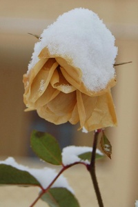 Rose im Winter