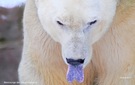 Eisbär mit blauer Zunge