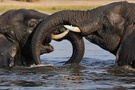 Elefantenkämpfchen
