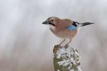 Eichelhäher (Garrulus glandarius)