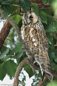 Waldohreule (Asio otus)