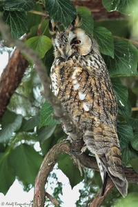 Waldohreule (Asio otus)