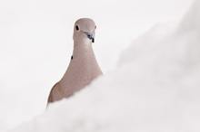 Türkentaube (Streptopelia decaocto) hinter einer Schneewehe