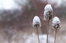 Drei Karden im Schnee