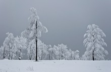 Bäume am Kahlen Asten