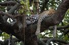 Leopard / Serengeti