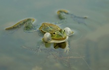 Frosch im Wasser