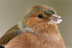 Buchfinkenportrait - Objektivtest