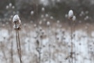 Hunderte Karden im Schnee